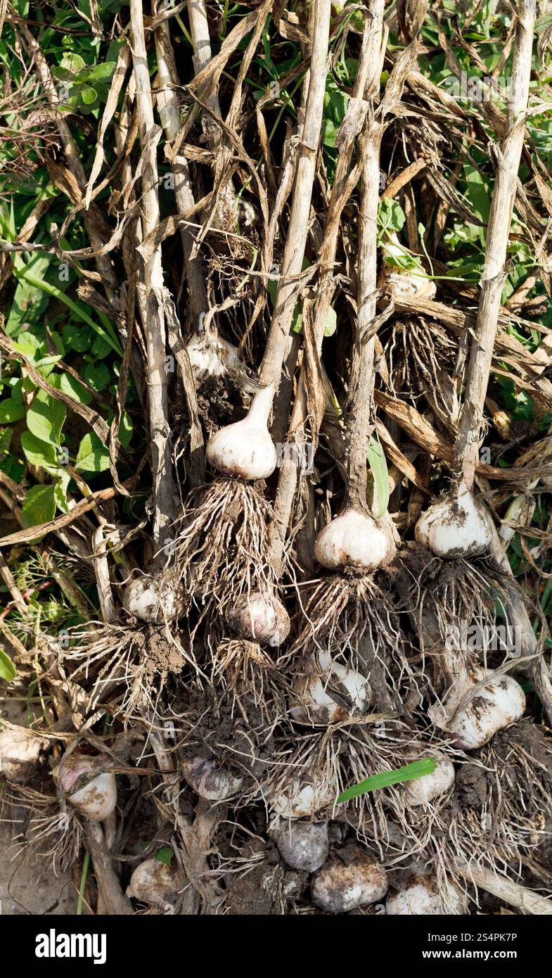 Stiele und Knoblauch Zwiebeln ausgegraben Garten Stockfoto