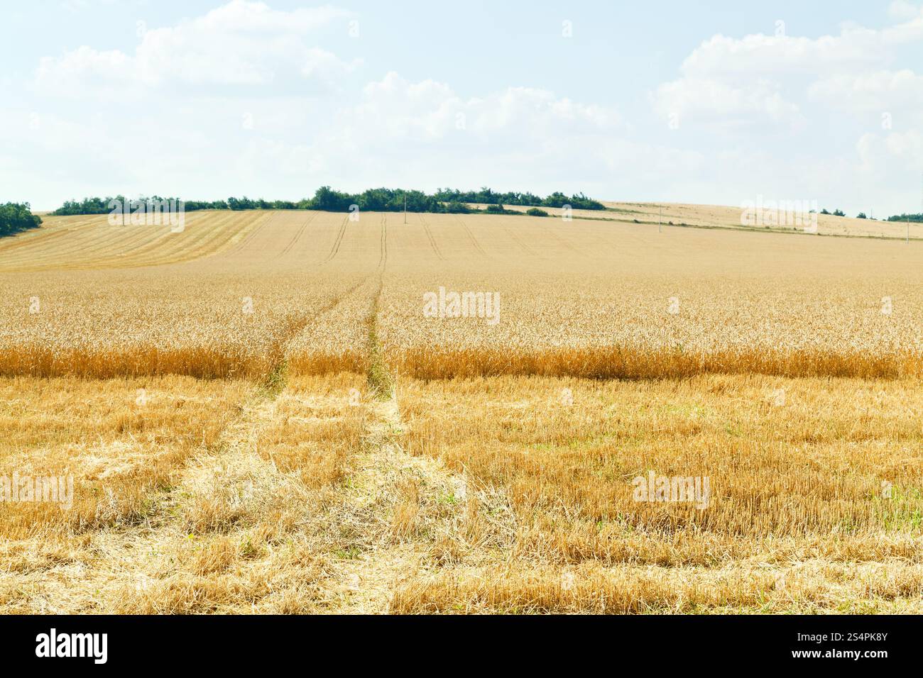 Reife Weizenfeld in Kaukasus-Region im Sommertag Stockfoto