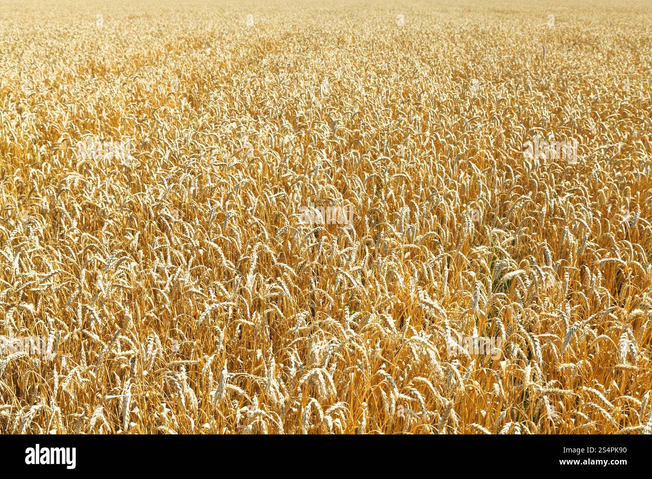 gelbe Reife Weizenfeld in Kaukasus-Region im Sommertag Stockfoto