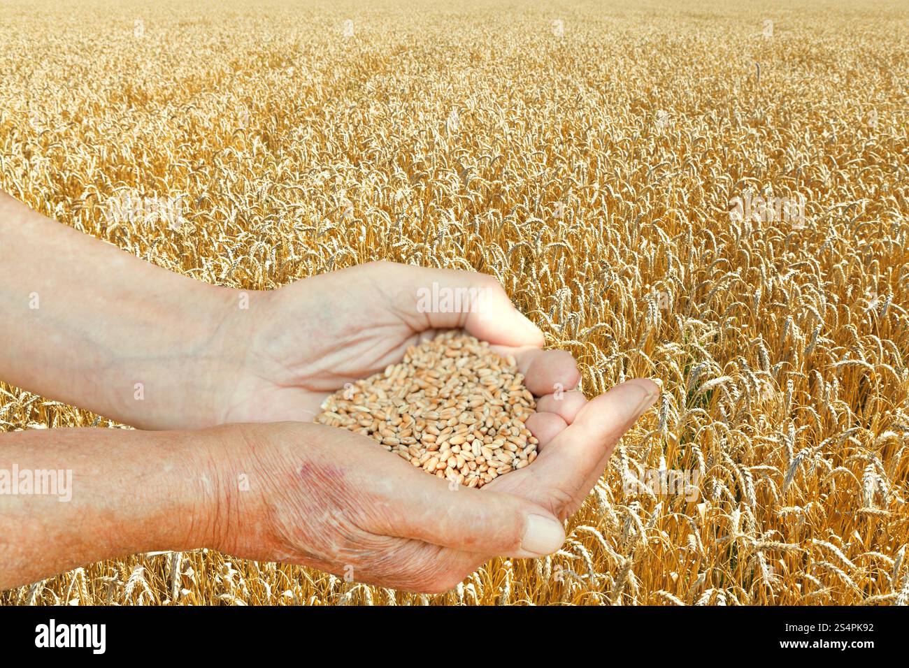 männliche Hände halten Handvoll Samen auf Weizen Feld Hintergrund Stockfoto