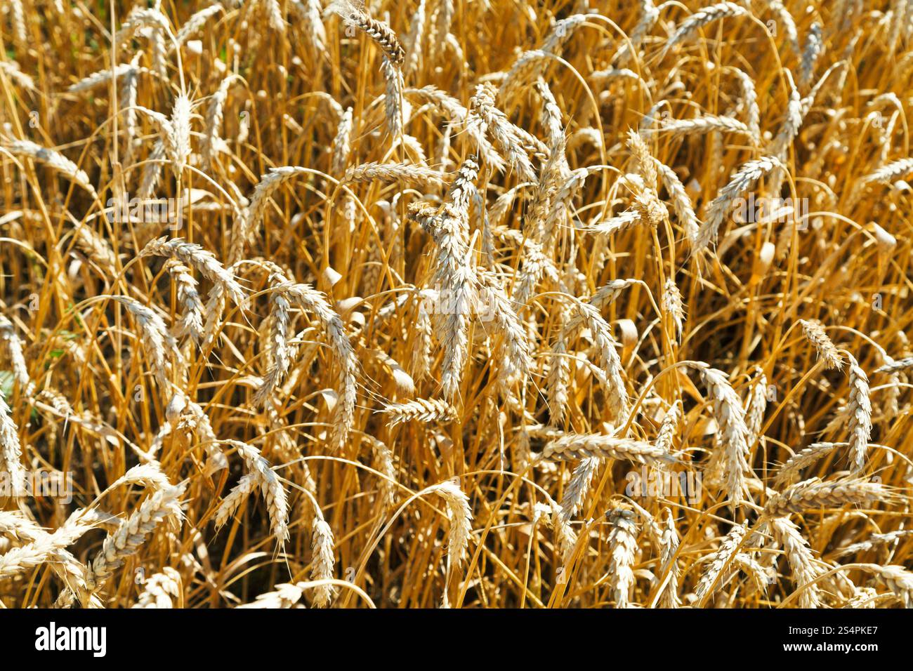 Reife Ähren hautnah im Feld im Sommertag Stockfoto