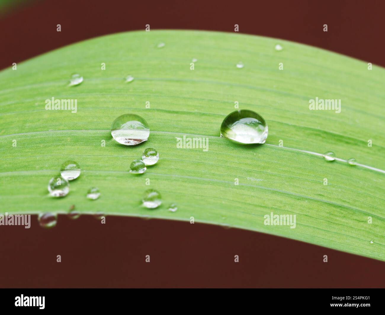 Regentropfen auf grüne Blatt Iris Pflanze hautnah nach Regen Stockfoto