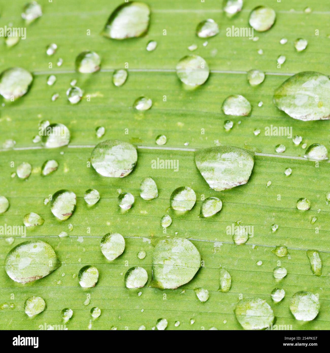 Regentropfen auf grünen Grashalm Iris Anlage hautnah nach Regen Stockfoto