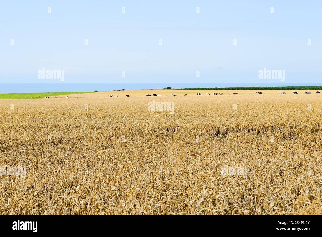 Reife Weizenfeld in der Normandie am Ärmelkanal-Küste, Frankreich Stockfoto