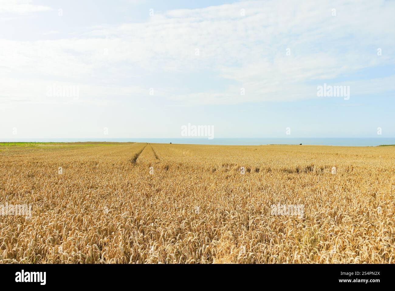 Reife Weizenfeld in der Normandie am Ärmelkanal-Küste, Frankreich Stockfoto