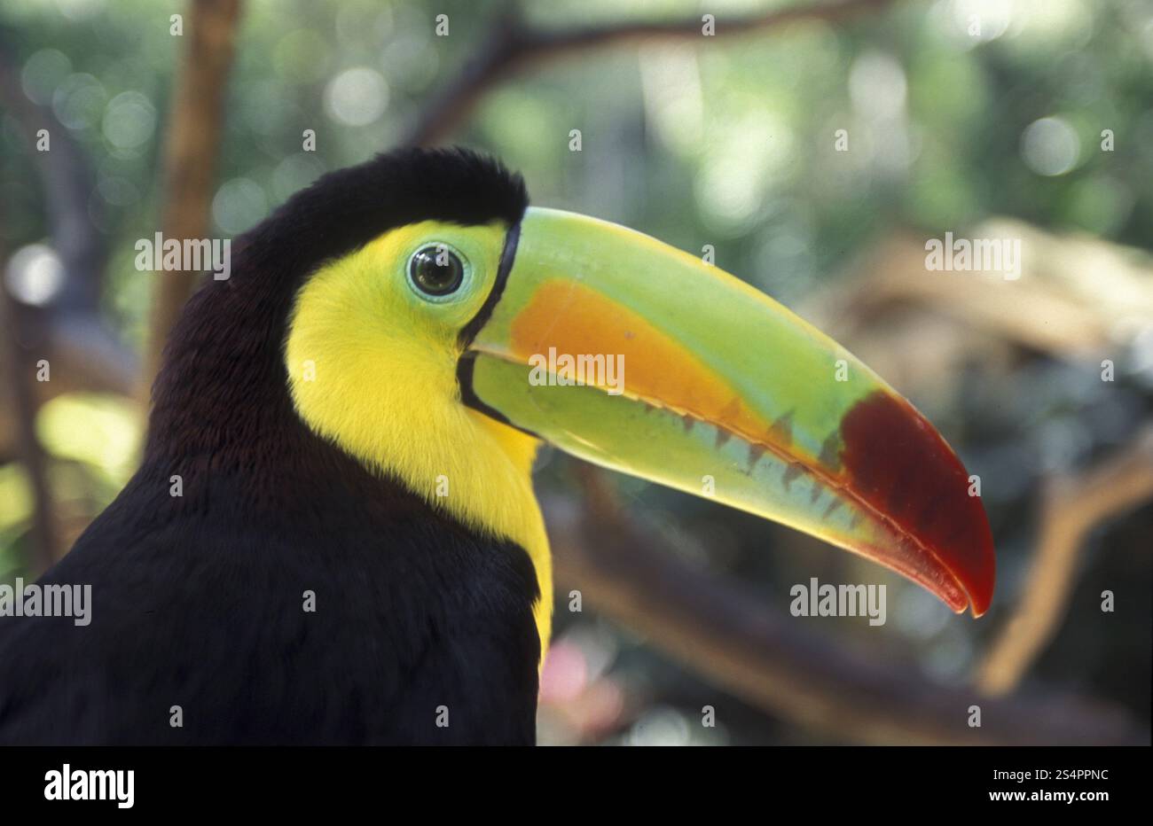 Tropische Vögel in der Stadt Copán in Honduras in Mittelamerika Stockfoto