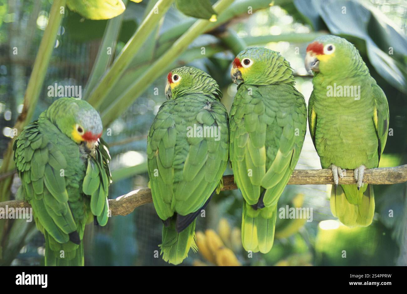 Tropische Vögel in der Stadt Copán in Honduras in Mittelamerika Stockfoto