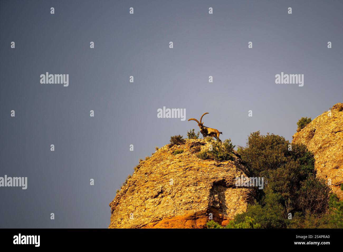 Iberischer Steinbock, Montserrat, Katalonien Stockfoto