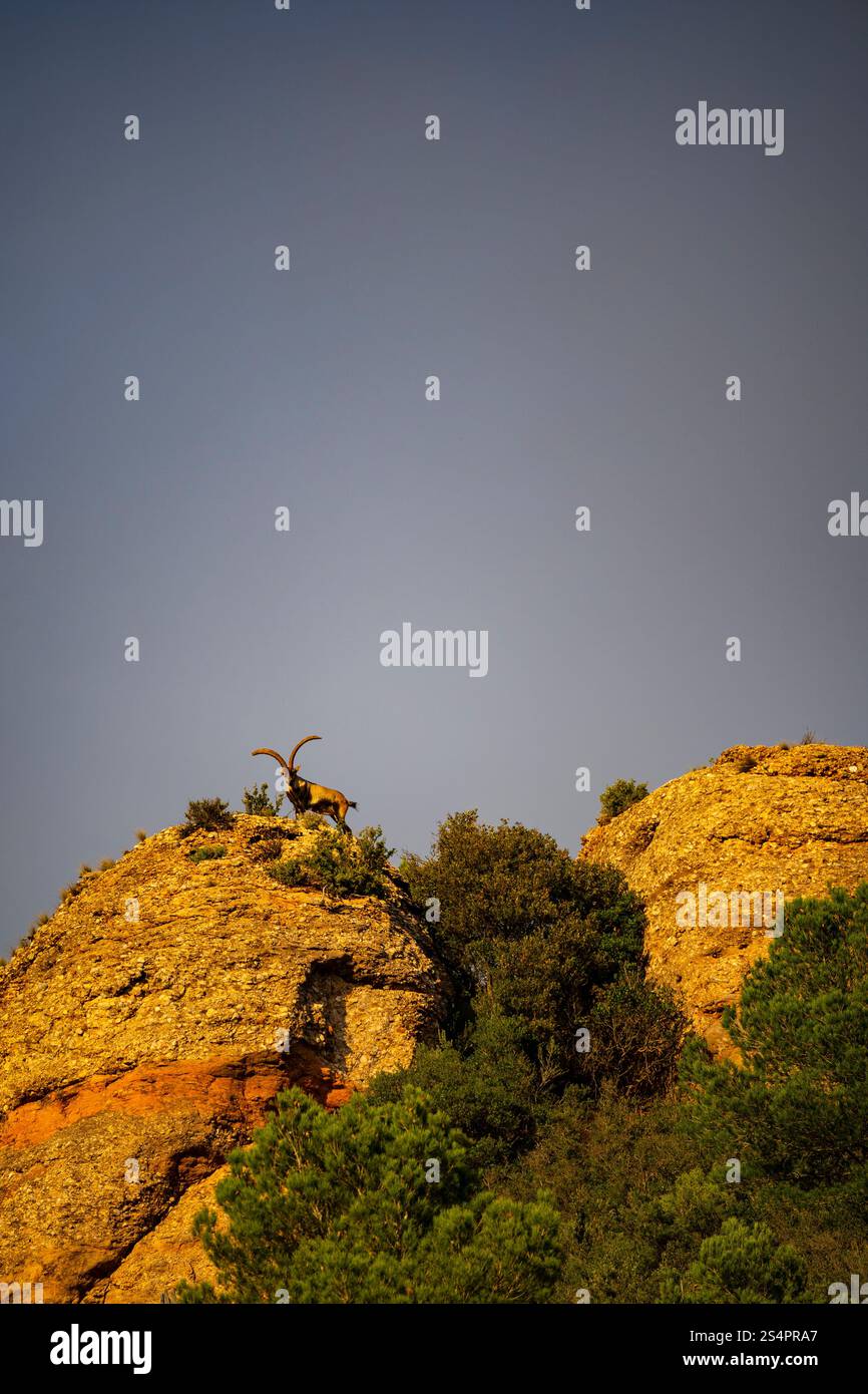 Iberischer Steinbock, Montserrat, Katalonien Stockfoto