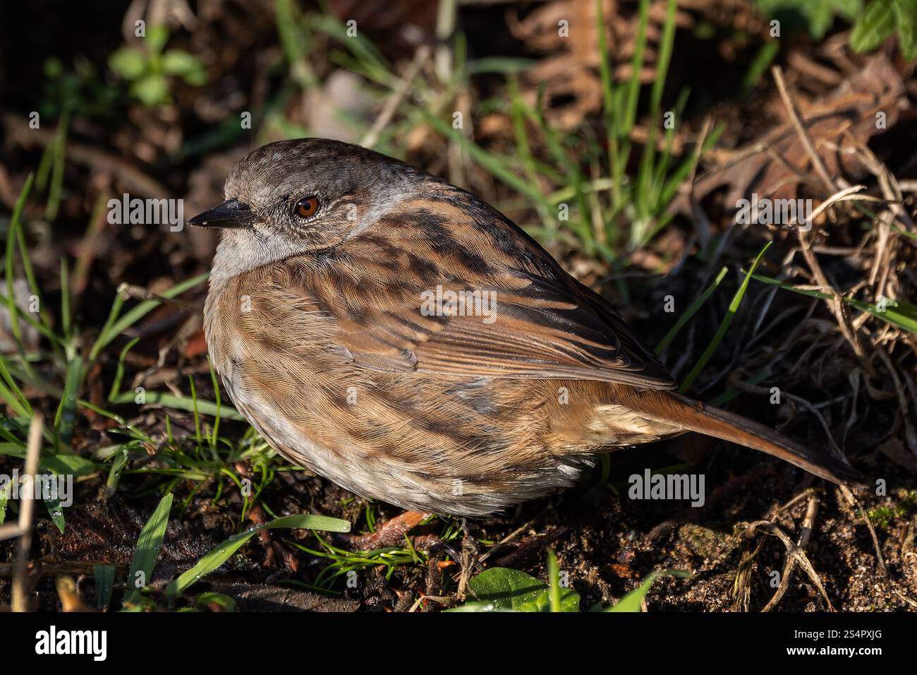 Ein Dunnnock auf dem Boden im Sonnenlicht Stockfoto