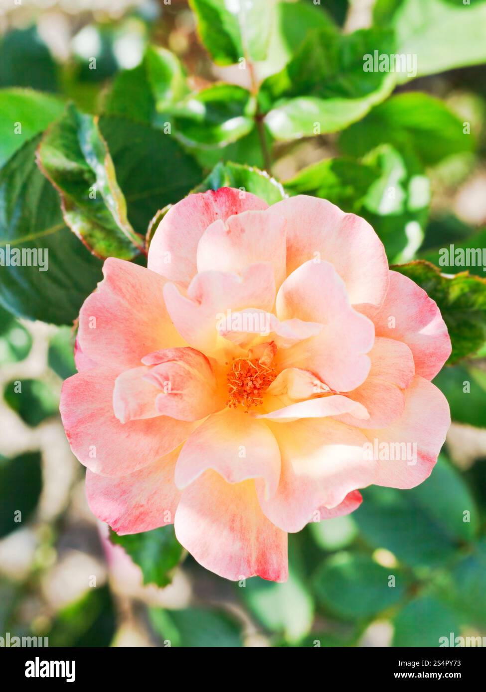 Rosa frische rose Blume Nahaufnahme im freien Stockfoto