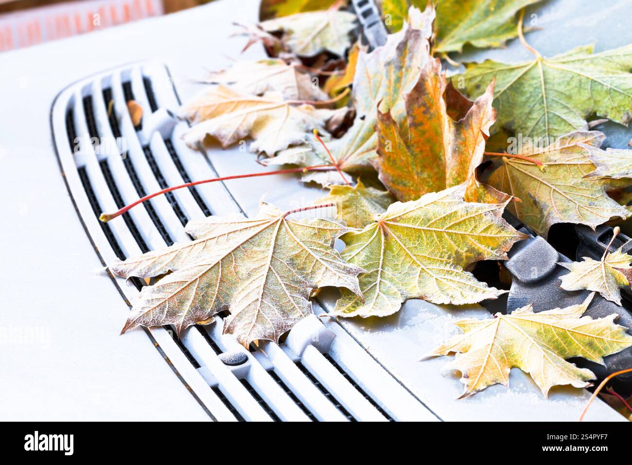 gefrorene gefallenen gelben Ahornblätter auf Motorhaube im Herbst Stockfoto