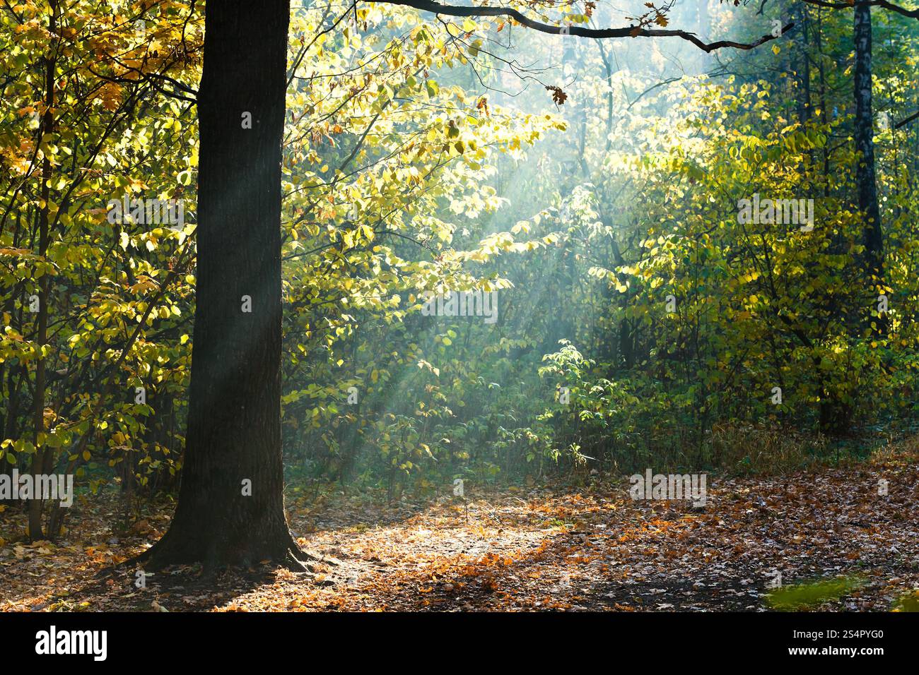 Sonnenstrahlen beleuchtet Lichtung im herbstlichen Wald in sonnigen Tag Stockfoto