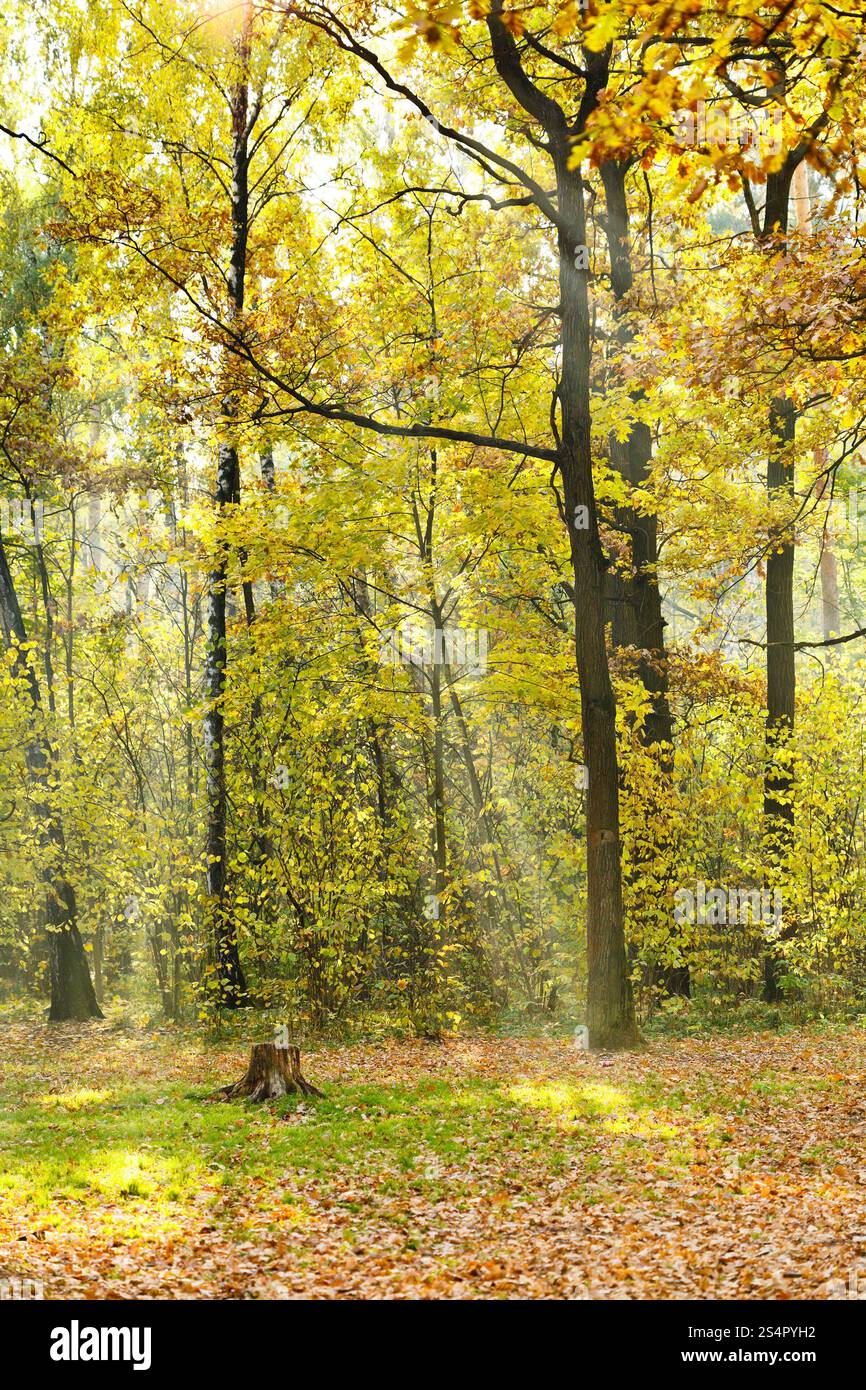 Wald Wiese beleuchtet von Sonnenschein im Herbst Stockfoto