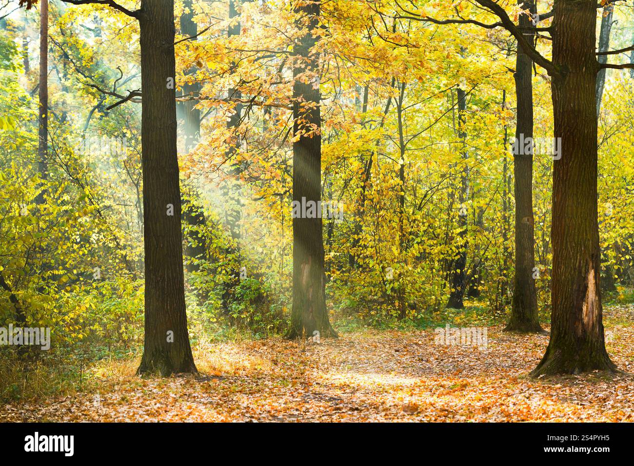 Sonne beleuchtet Rasen im herbstlichen Wald in sonnigen Tag Stockfoto