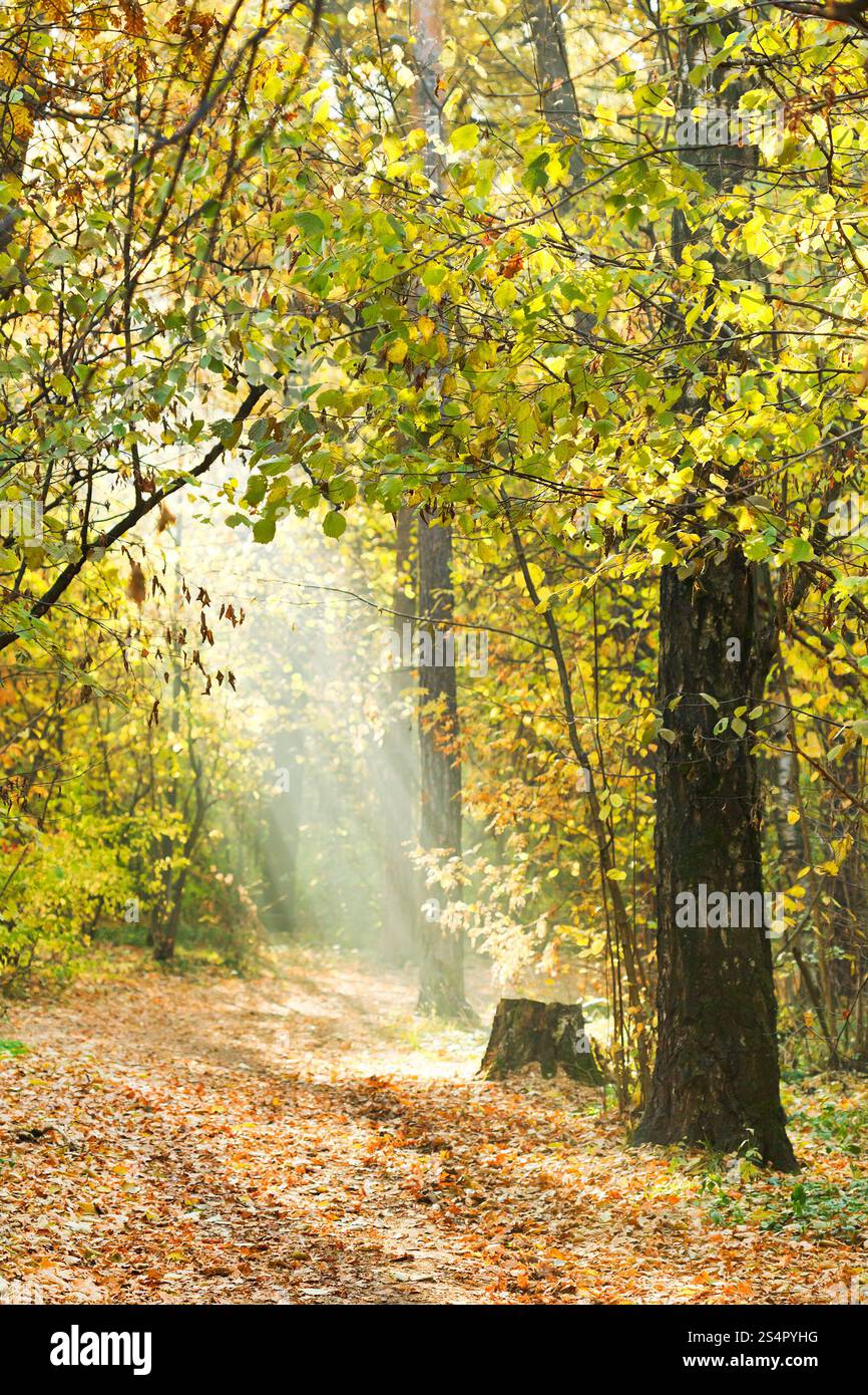 Sonnenstrahlen beleuchteten Fussweg in gelben Herbstwald Stockfoto