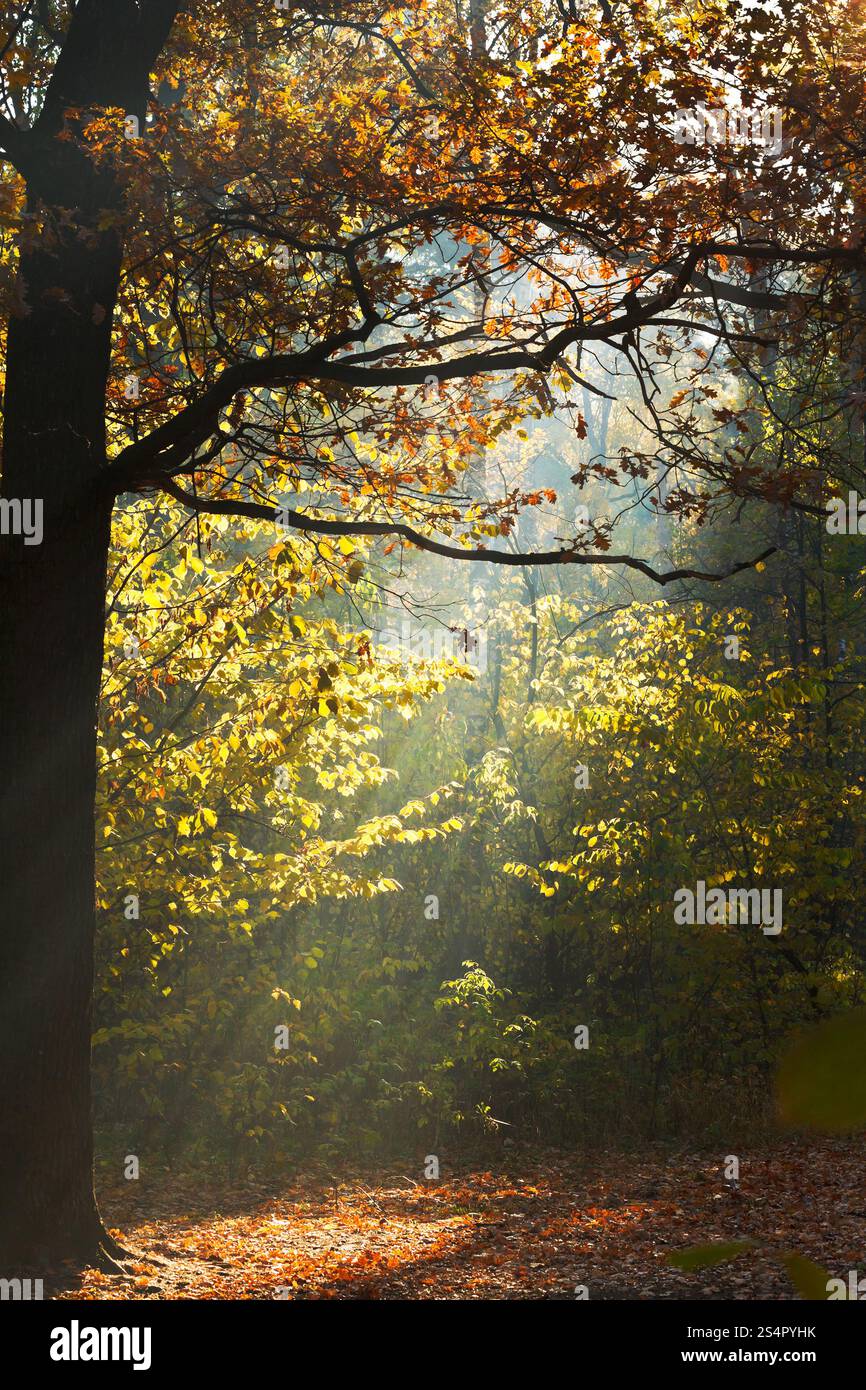 Sonnenlicht beleuchtet Lichtung im herbstlichen Wald in sonnigen Tag Stockfoto