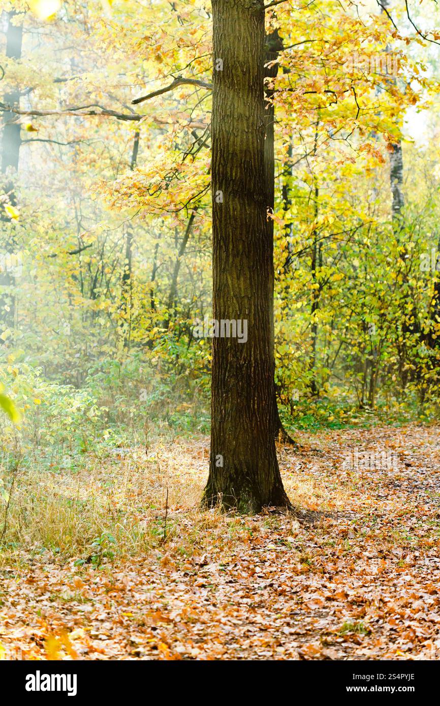 Sonnenstrahlen beleuchtet Eiche im herbstlichen Wald in sonnigen Tag Stockfoto