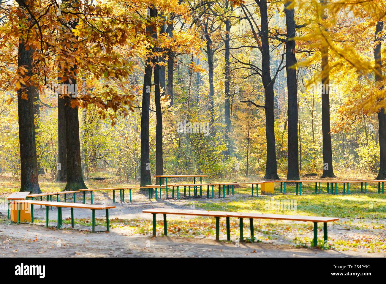 Gartenbänke in gelb Wald im sonnigen Herbsttag Stockfoto