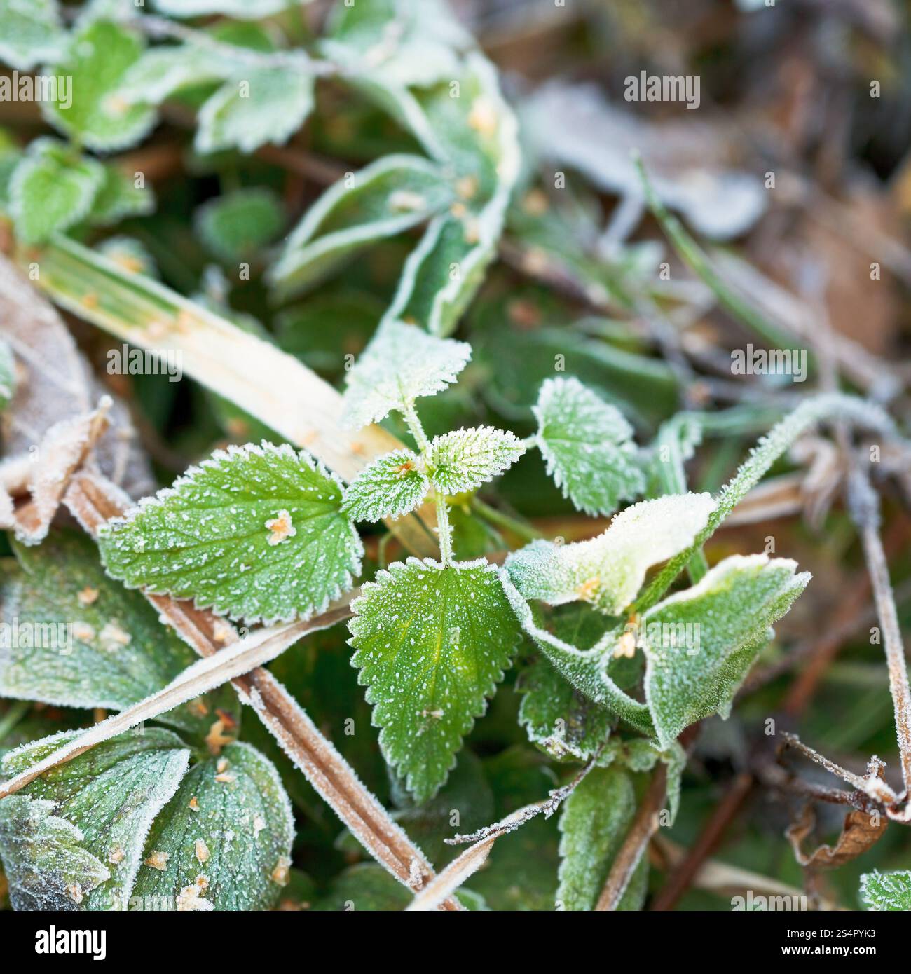 ersten Frost auf grünen Blättern der Brennnessel im herbstlichen Wald Stockfoto