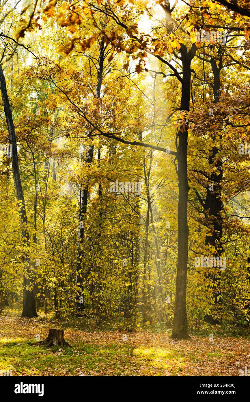 Wald-Rasen im Herbst durch Sonnenstrahlen beleuchtet Stockfoto