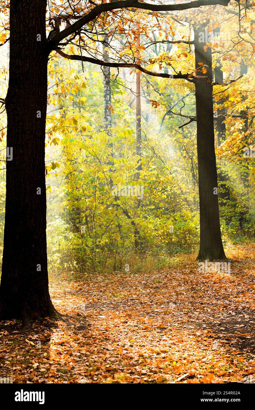 Sonne Lits Lichtung im herbstlichen Wald in sonnigen Tag Stockfoto