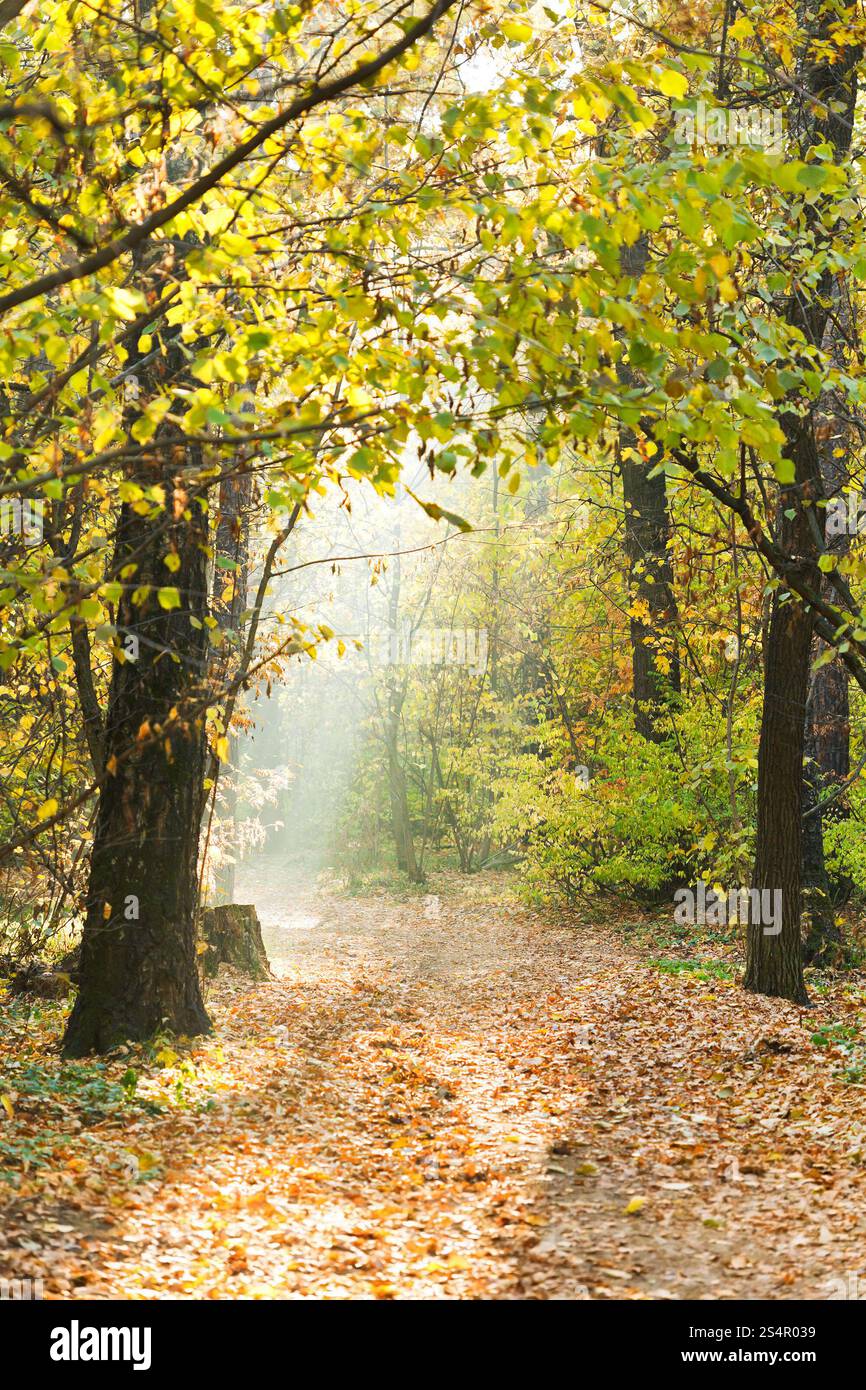 Sonnenlicht-Lits-Wanderweg im gelben Herbstwald Stockfoto