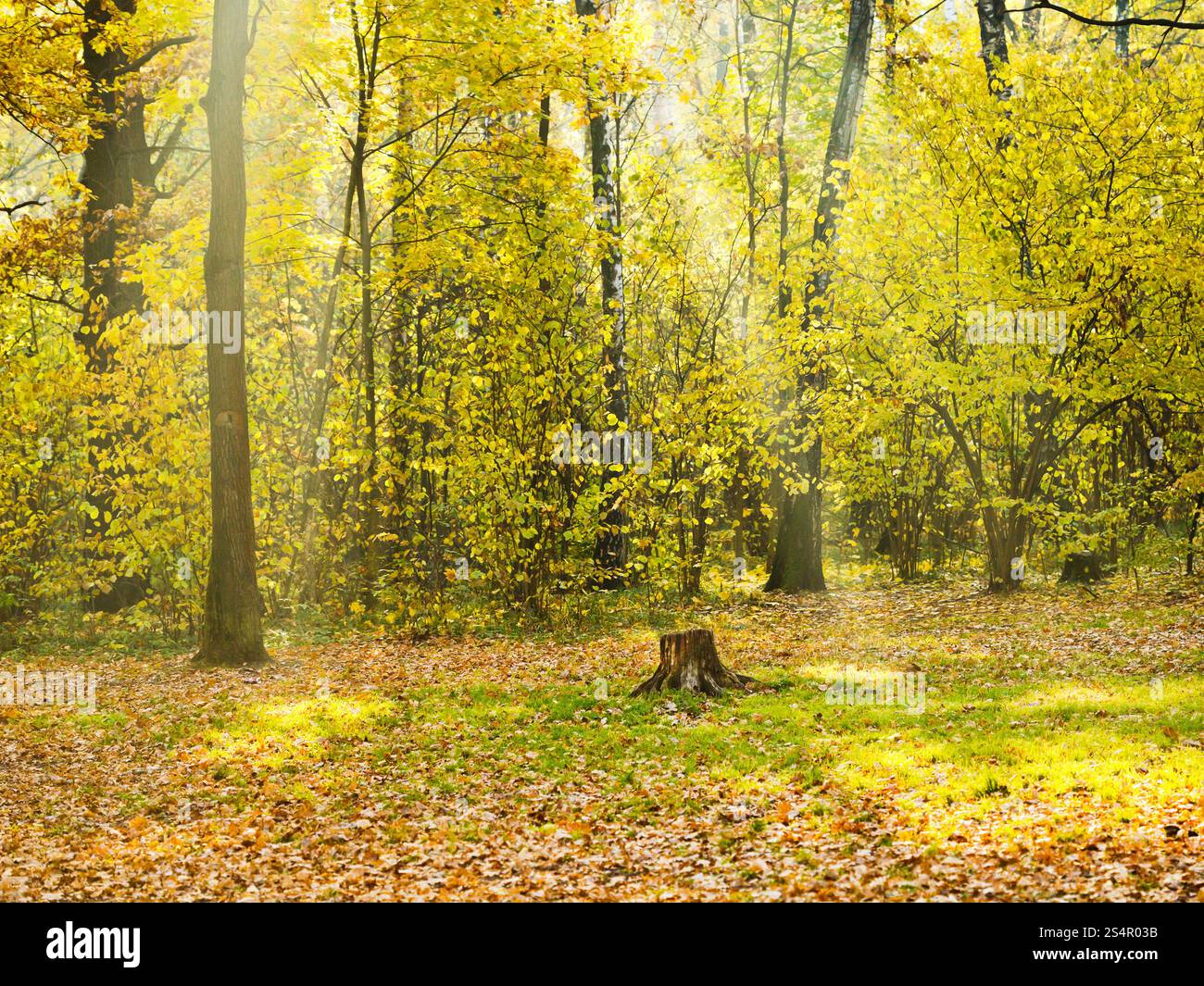 Waldlichtung im Herbst von Sonnenlicht beleuchtet Stockfoto