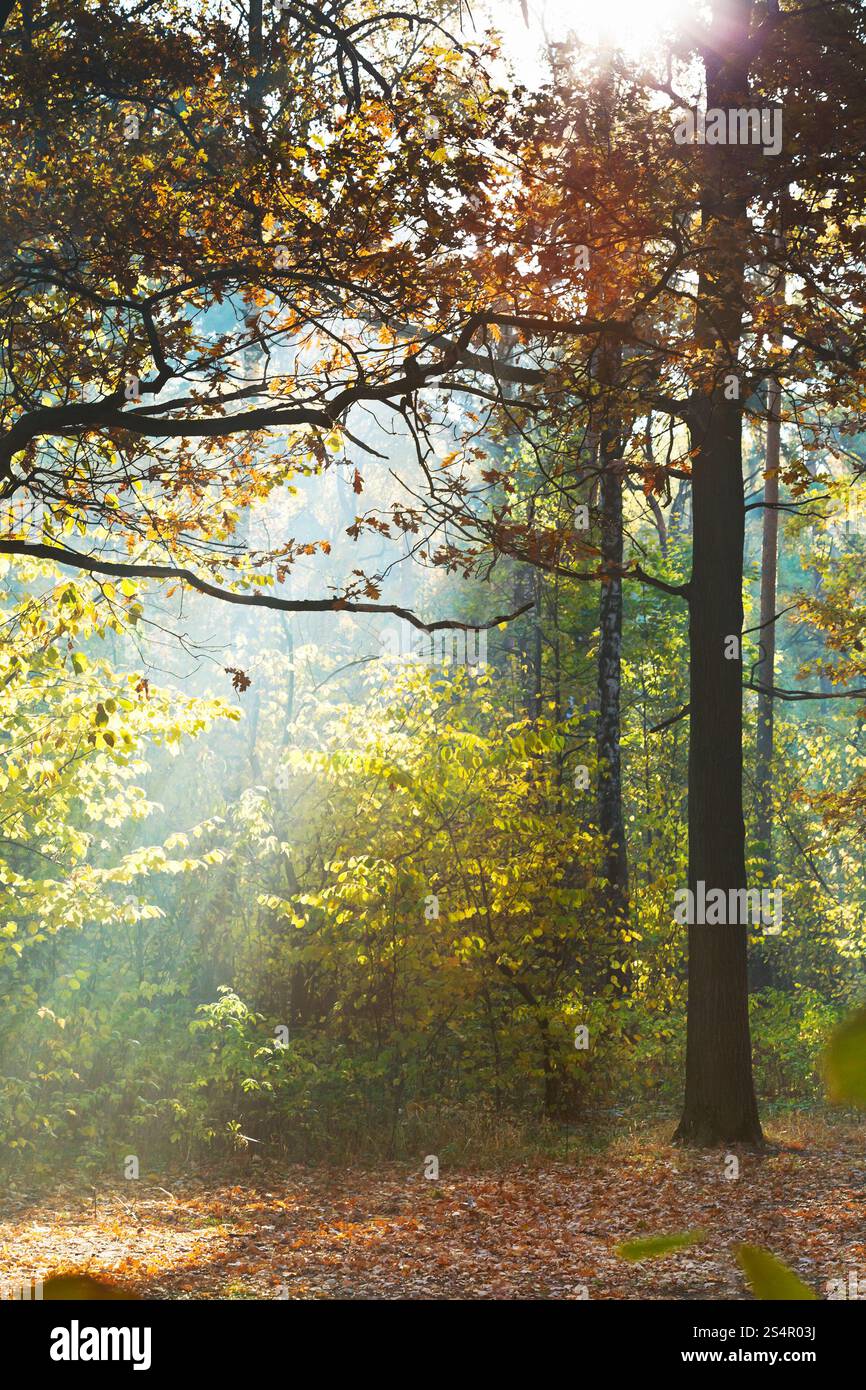 leichte Lits Liegewiese im herbstlichen Wald in sonnigen Tag Stockfoto