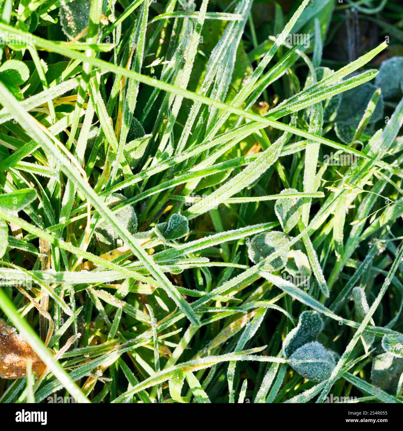 ersten Frost auf dem grünen Rasen im herbstlichen Wald Stockfoto