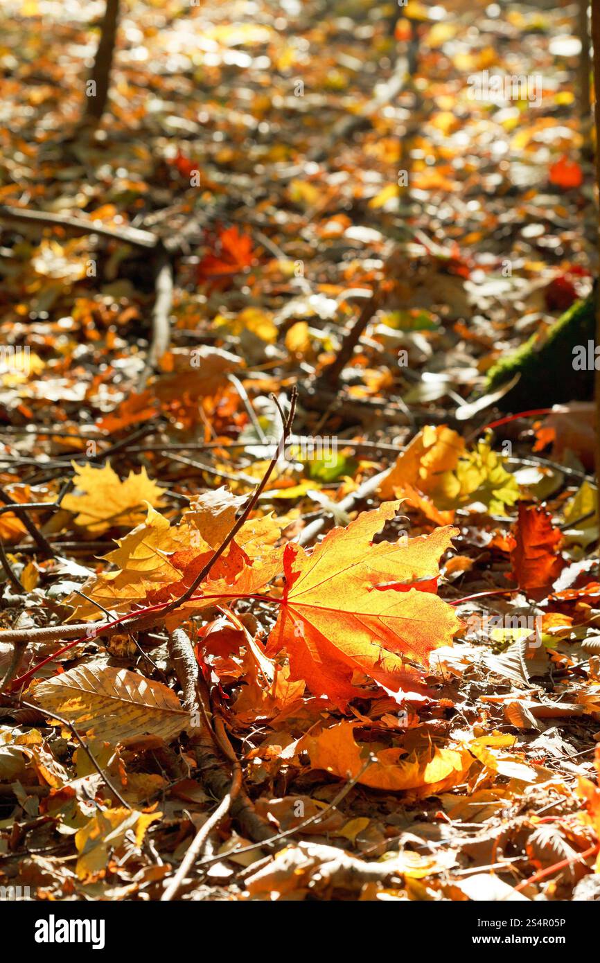 rote und gelbe Ahornblätter in Laubstreu unter Herbstsonne Stockfoto