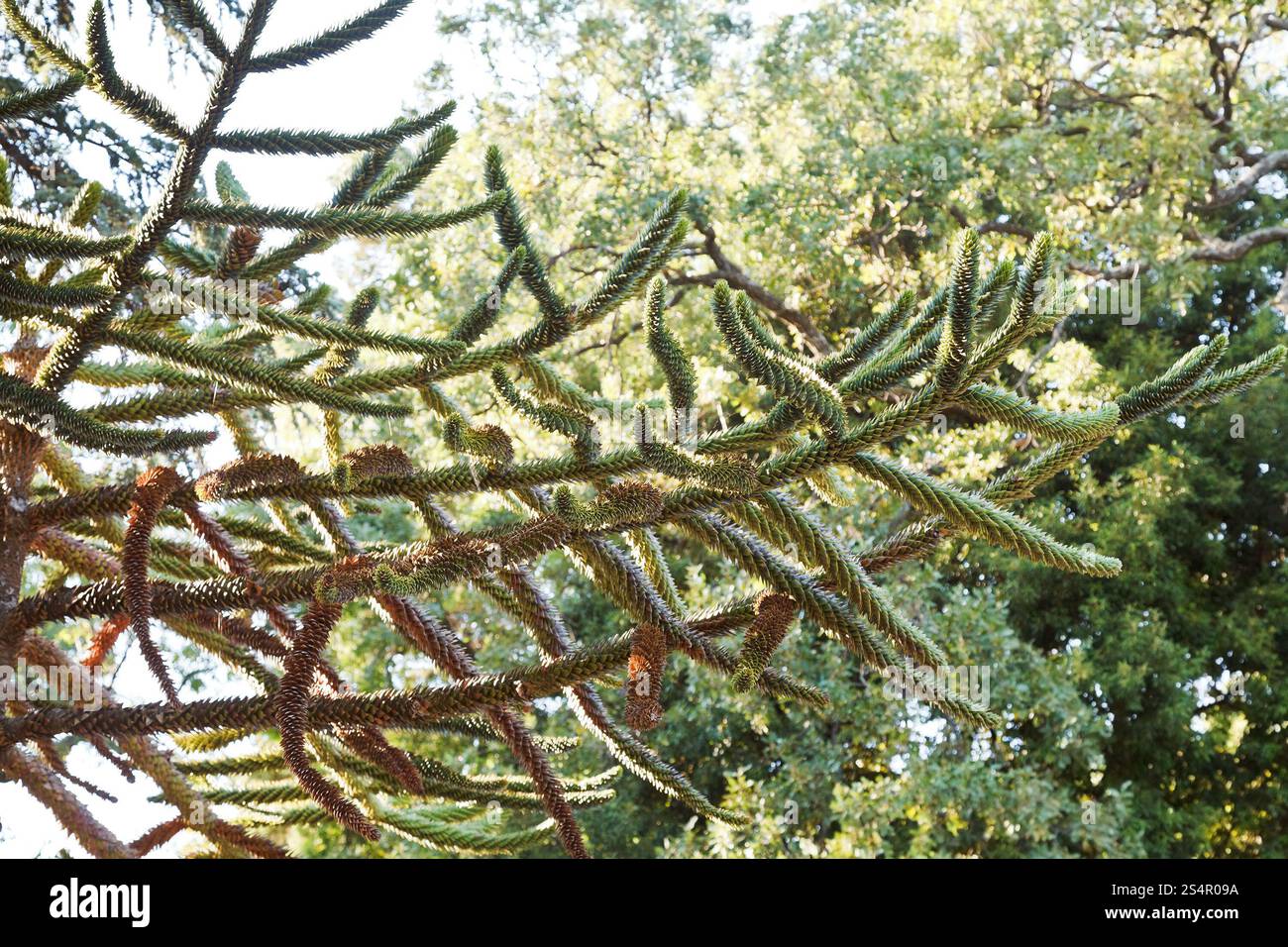 Niederlassung von Araucaria araucana Baum im Herbst Stockfoto