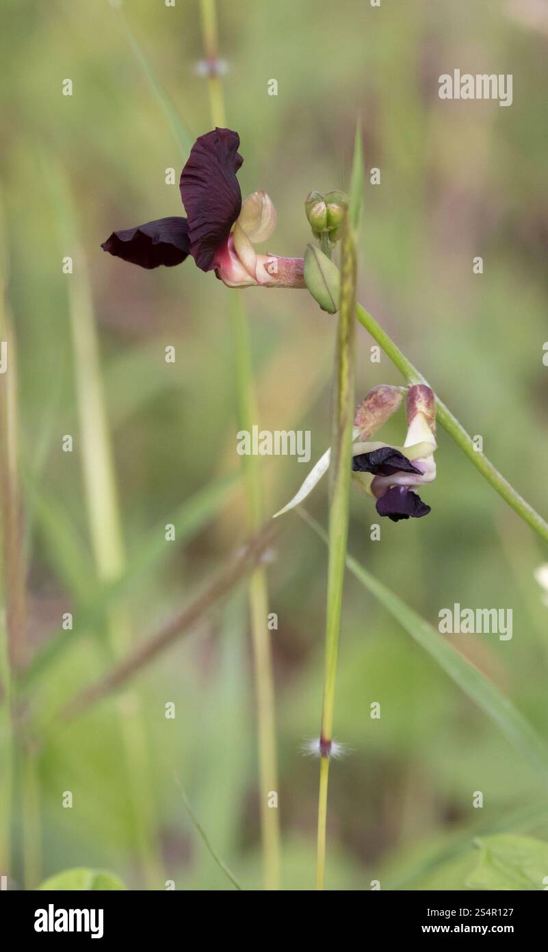 Violette Buschbohne (Macroptilium atropurpureum) Stockfoto
