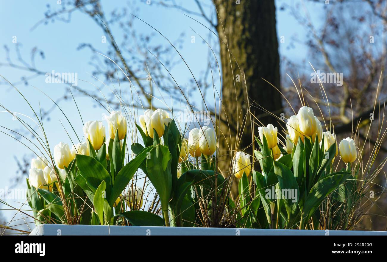 Schöne weiß-gelben Tulpen im Frühling. Stockfoto