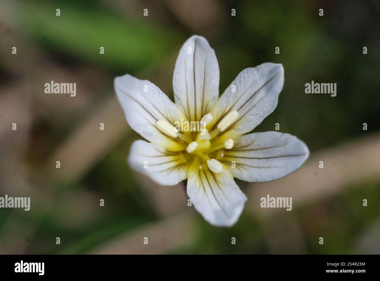 Schneeglöckchen (Gagea serotina) Stockfoto
