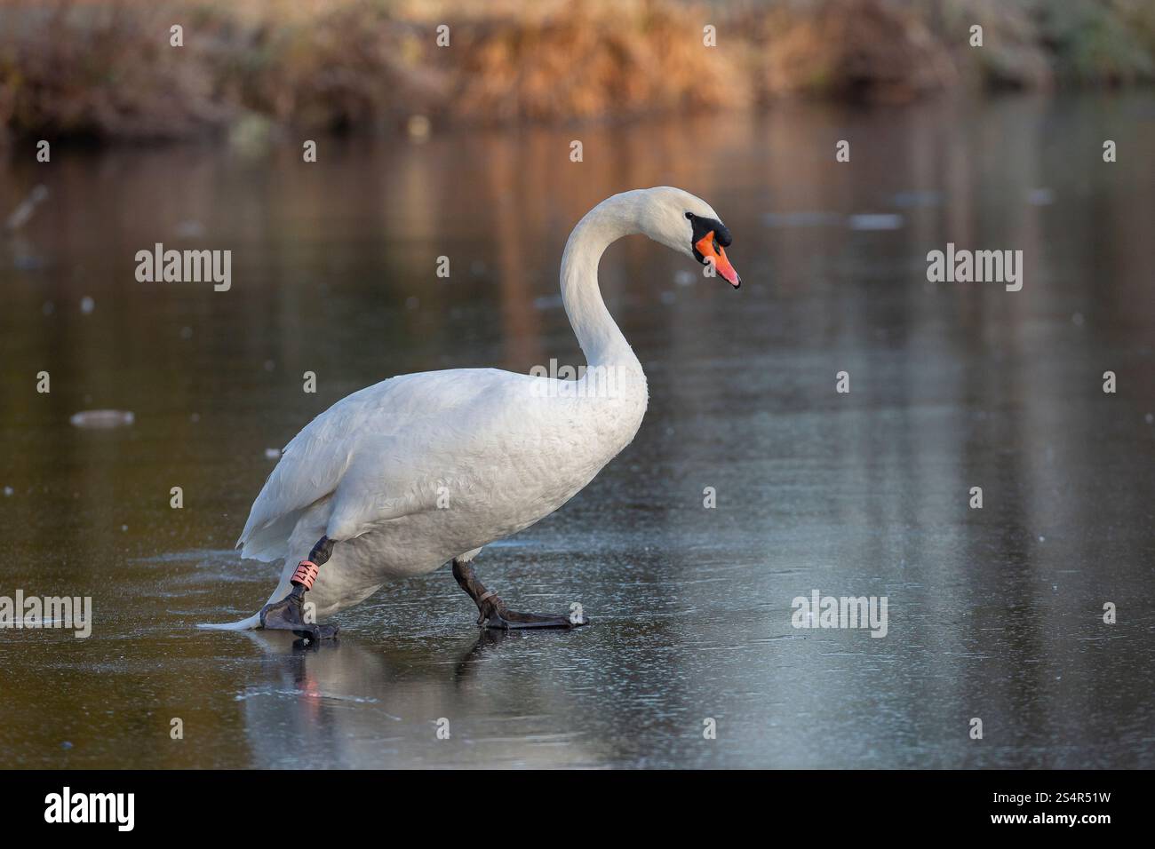 Seitenansicht Nahaufnahme eines wilden, stummen britischen Schwans (Cygnus olor), der im Winter draußen isoliert ist und langsam auf dem Eis eines gefrorenen Pools läuft. Stockfoto