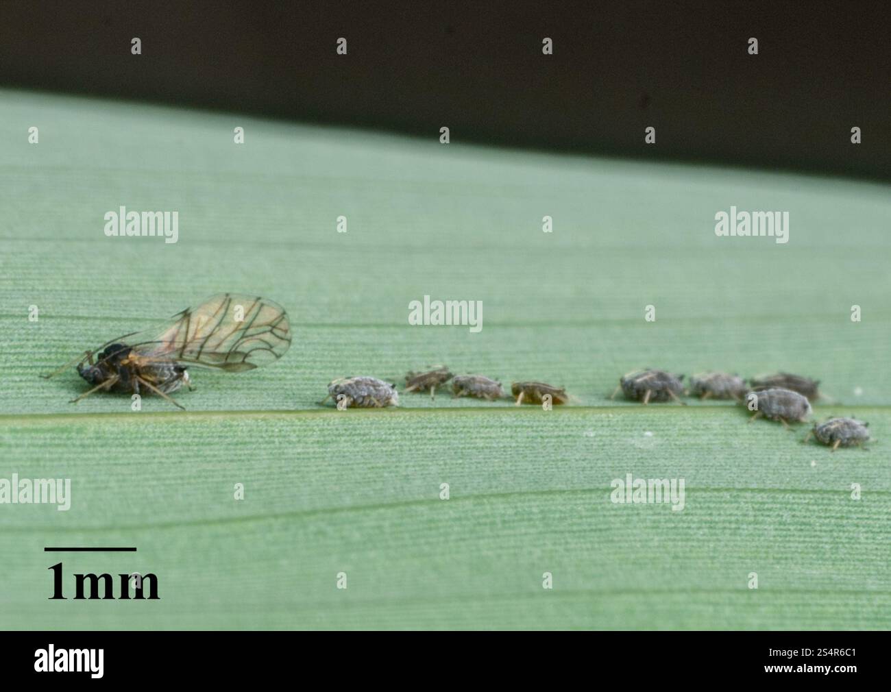 Bambus blattlaus -Fotos und -Bildmaterial in hoher Auflsung  Alamy