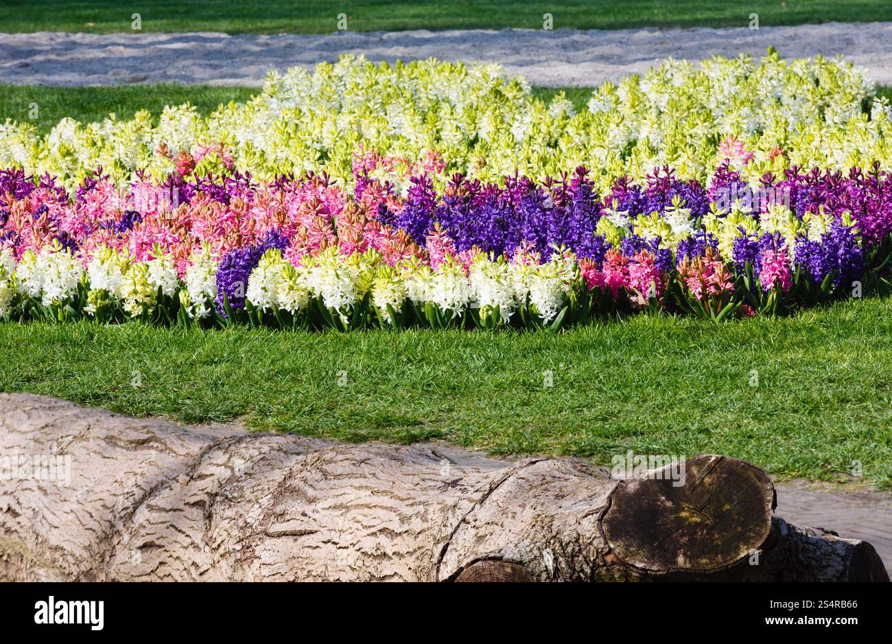 Beet mit schönen rosa, blauen und weißen Hyazinthen im Frühlingspark. Natur-Hintergrund. Stockfoto