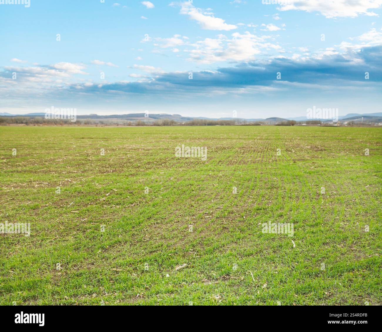 Winter-Agrarbereich mit grünen Rasen im zeitigen Frühjahr Abend Stockfoto