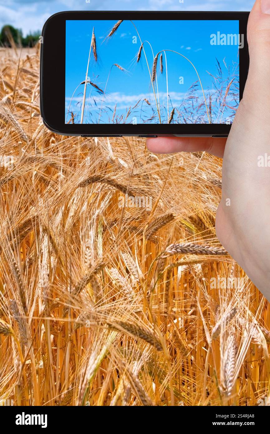 Reisen Sie Konzept - Touristen nehmen Foto von Reifen Weizenfeld auf mobile Gadget in Frankreich Stockfoto