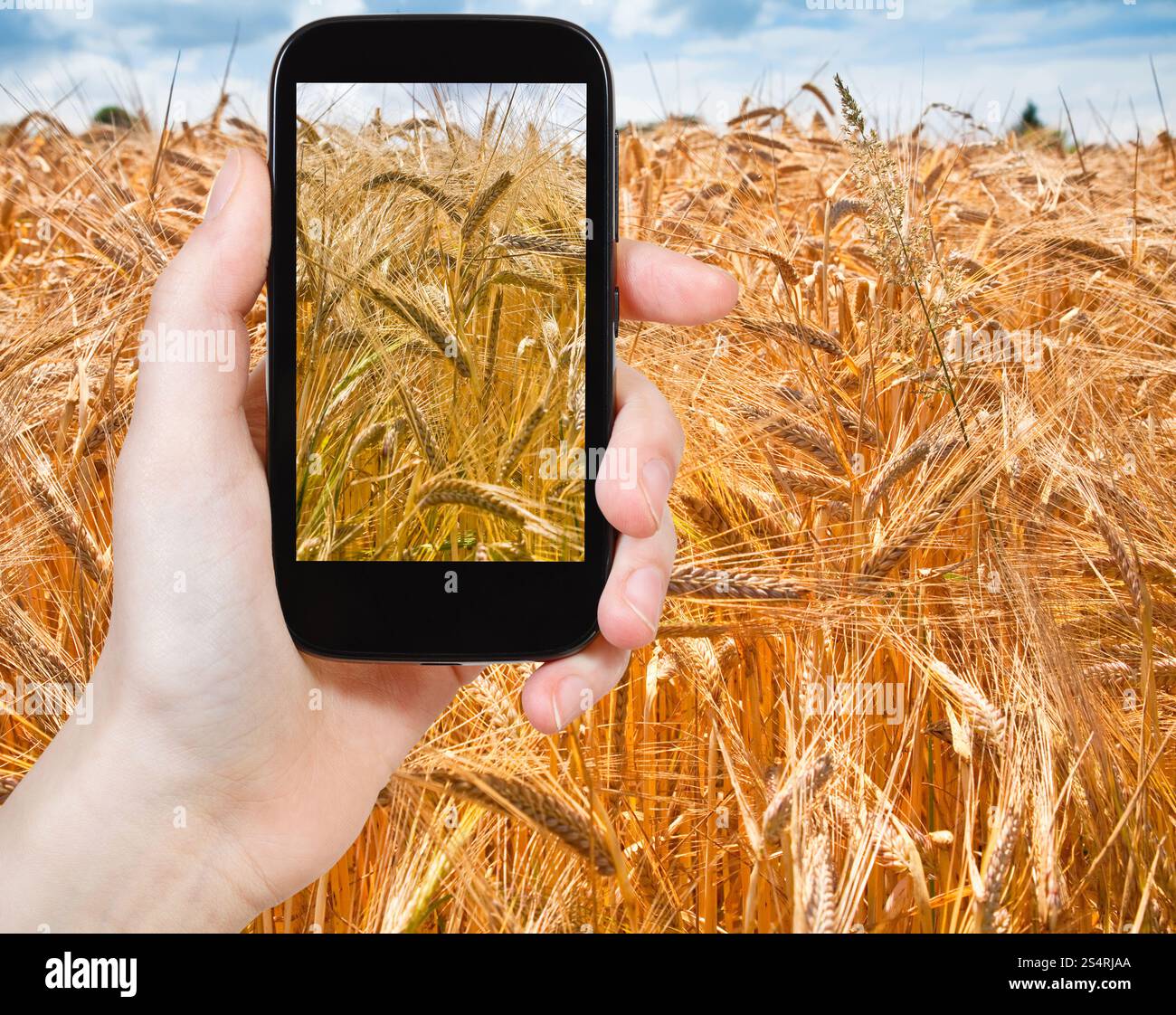 Reisen Sie Konzept - Touristen nehmen Foto von goldene Weizenfeld auf mobile Gadget in Frankreich Stockfoto