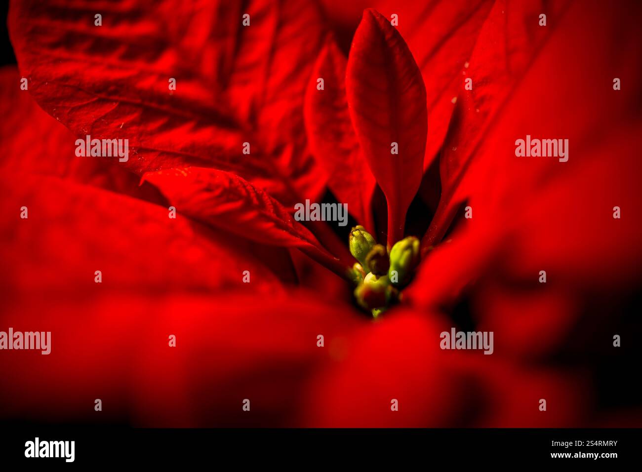 Nahaufnahme Foto des roten Weihnachtsstern Blätter vor schwarzem Hintergrund Stockfoto