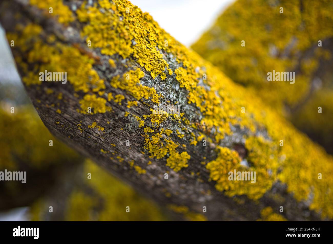 Nahaufnahme Foto von gelben Moos auf altem Holz Stockfoto