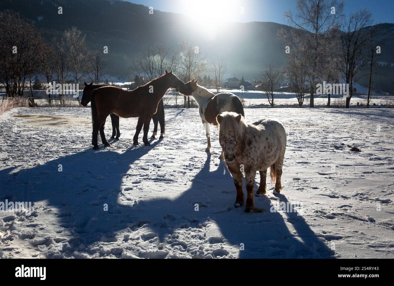 Outdoor-Foto von der Bauernhof mit Weiden Pferde am sonnigen Wintertag Stockfoto