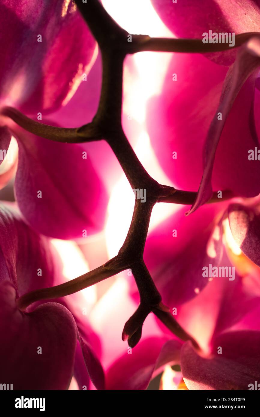 Makrofoto der Sonnenlicht durch rosa Orchidee Blüten Stockfoto
