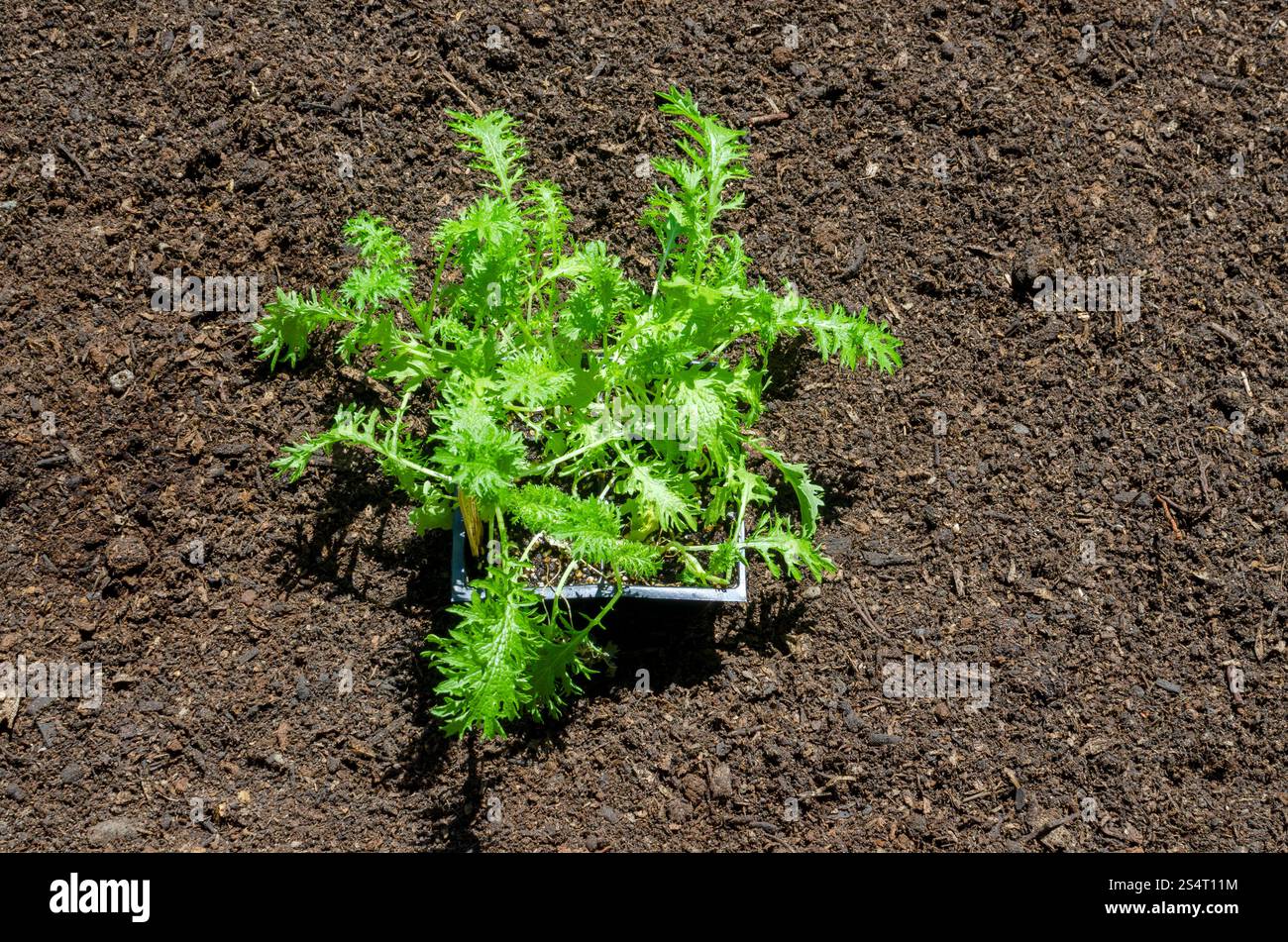 Senfgrün-Setzlinge 6er-Pack im Garten für Frühjahrstransplantation Stockfoto