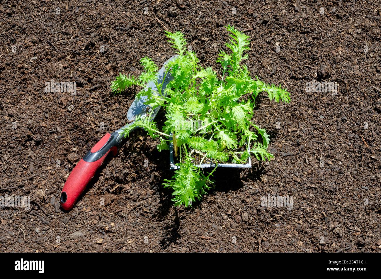Senfgrün Setzlinge 6er-Pack für Gartentransplantation Stockfoto