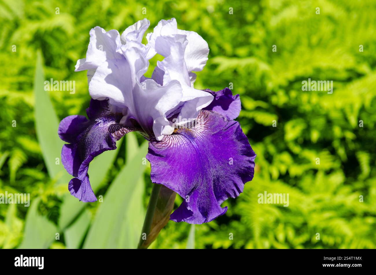 Lila und weiß große bärtige Iris Germanica Blume gegen Farne Stockfoto