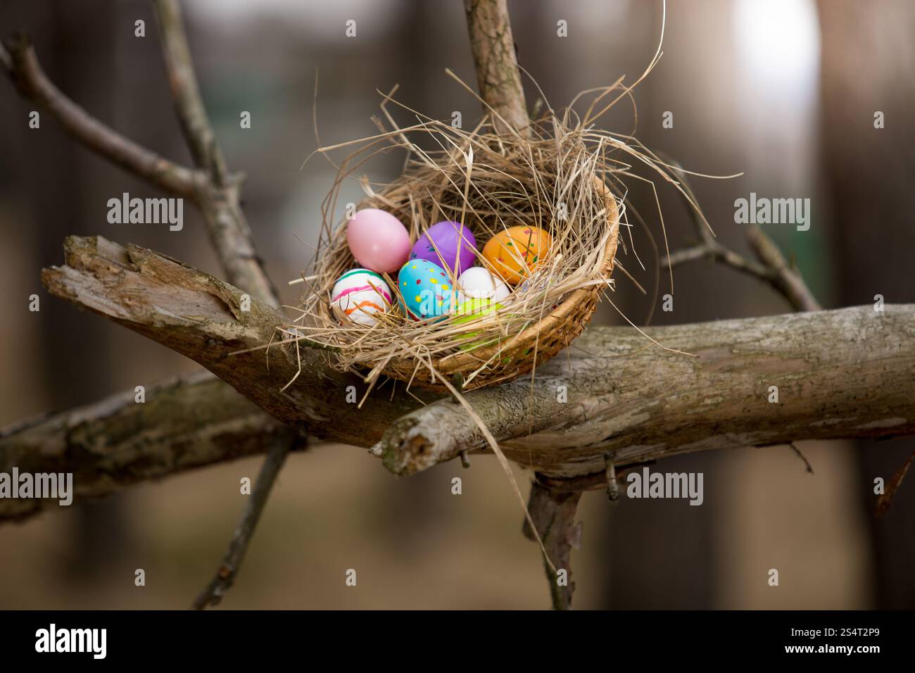 Nahaufnahme Foto Vögel nisten mit Ostereiern auf hohen Ast im Wald Stockfoto