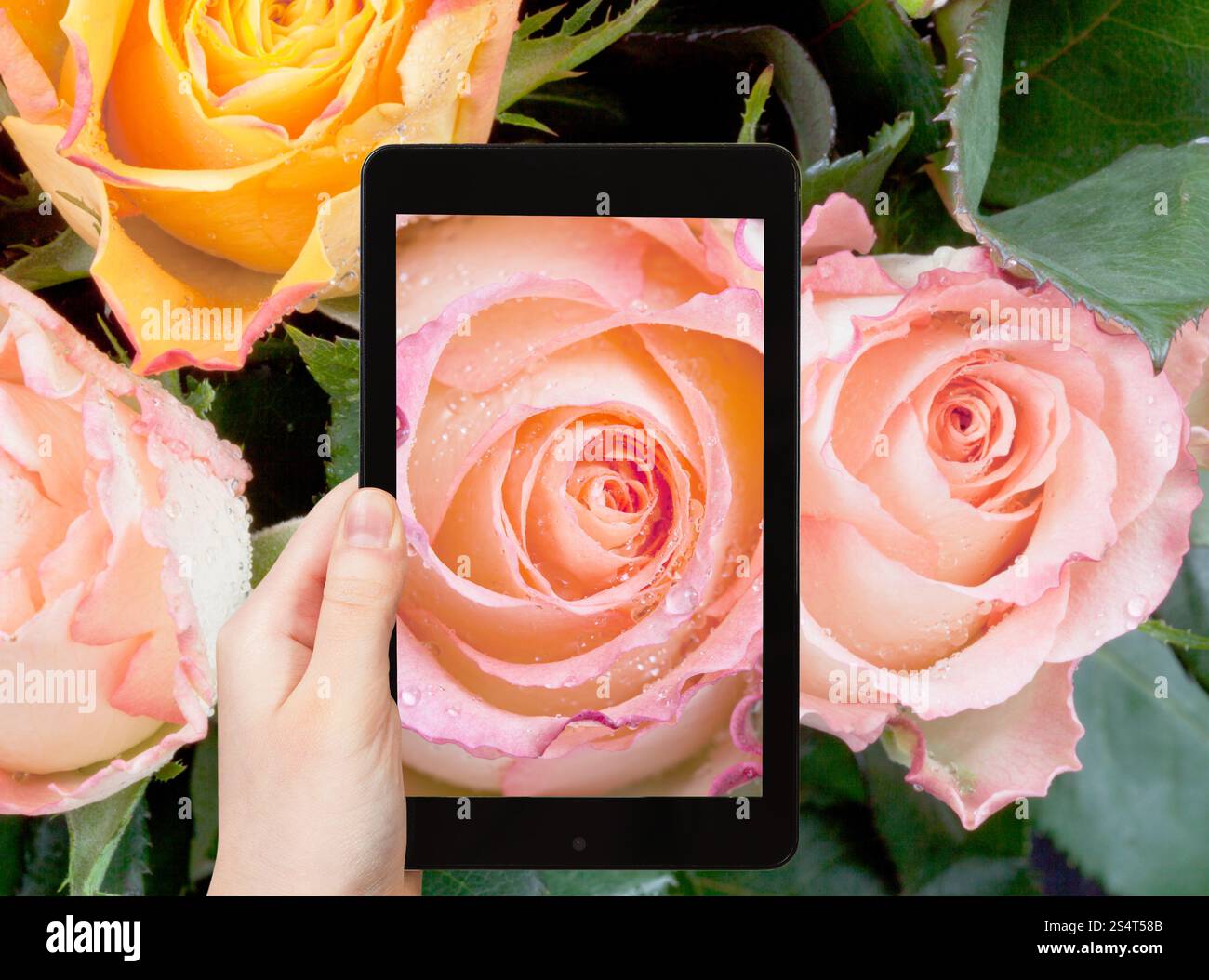 Fotografieren Blume Konzept - touristische Bild von frischen nassen rosa rose schließen greift auf Smartphone, Stockfoto